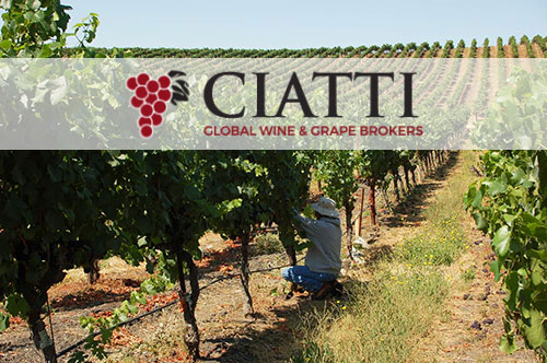 Ciatti Report July 2024